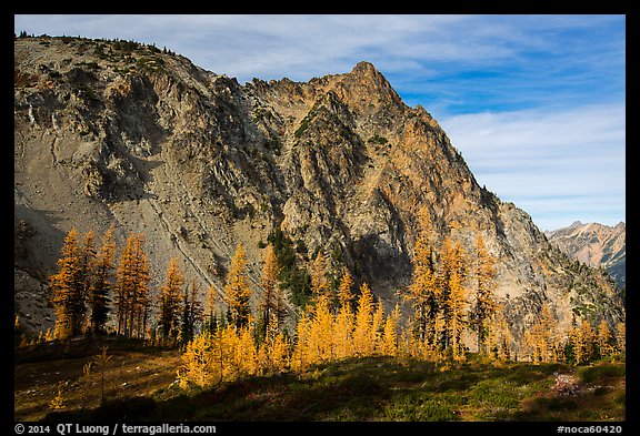 Alpine larch in autumn and rocky peak above Easy Pass, North Cascades National Park.  (color)