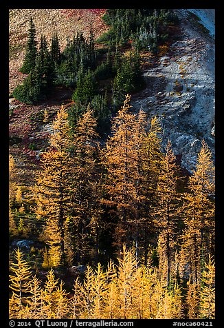 Slope with subalpine larch (Larix lyallii) in autumn, Easy Pass, North Cascades National Park. Washington, USA.