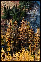 Slope with subalpine larch (Larix lyallii) in autumn, Easy Pass, North Cascades National Park.  ( color)