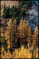 Slope with subalpine larch (Larix lyallii) in autumn, Easy Pass, North Cascades National Park. Washington, USA.