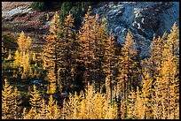 Alpine larch trees (Larix lyallii) with golden needles, Easy Pass, North Cascades National Park. Washington, USA.