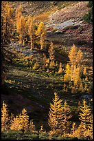 Slope with alpine larch with yellow autumn needles, Easy Pass, North Cascades National Park. Washington, USA.