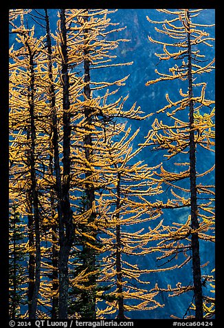 Golden needles of alpine larch (Larix lyallii)  in autumn, North Cascades National Park. Washington, USA.