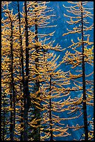 Golden needles of alpine larch (Larix lyallii)  in autumn, North Cascades National Park. Washington, USA.