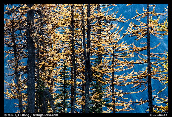 Trunks and golden needles, alpine larch in autum, North Cascades National Park.  (color)