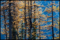 Trunks and golden needles, alpine larch in autum, North Cascades National Park. Washington, USA.