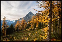 Alpine larch in autumn and Ragged Ridge, North Cascades National Park.  ( color)