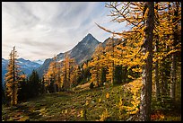 Alpine larch in autumn and Ragged Ridge, North Cascades National Park. Washington, USA.