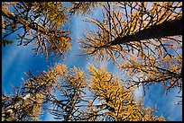 Looking up alpine larch in autumn, North Cascades National Park.  ( color)