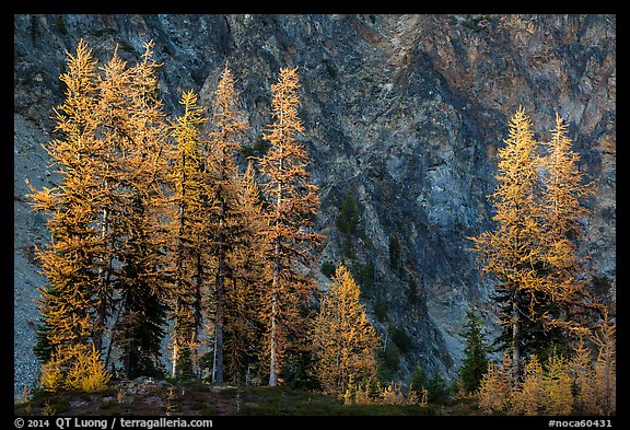 Alpine larch in autumn and rock wall, Easy Pass, North Cascades National Park.  (color)