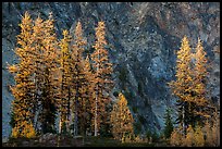 Alpine larch in autumn and rock wall, Easy Pass, North Cascades National Park. Washington, USA.