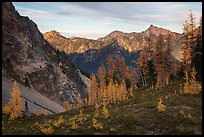 Alpine larch and mountains at sunset, Easy Pass, North Cascades National Park. Washington, USA.