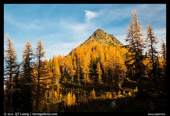 Subalpine larch at sunset, Easy Pass, North Cascades National Park.  (color)