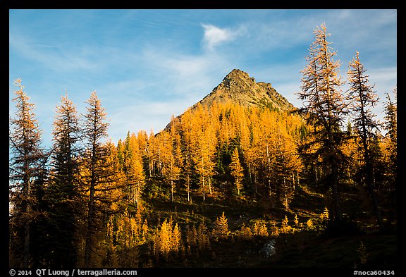 Subalpine larch at sunset, Easy Pass, North Cascades National Park.  (color)