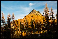 Subalpine larch at sunset, Easy Pass, North Cascades National Park. Washington, USA.