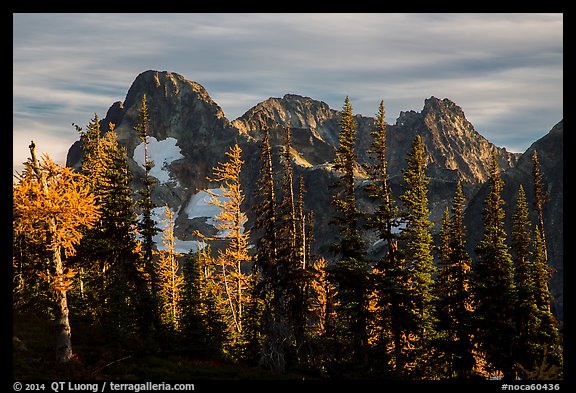 Fisher Peak trees at sunset, North Cascades National Park.  (color)