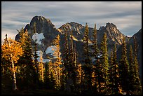 Fisher Peak trees at sunset, North Cascades National Park.  ( color)