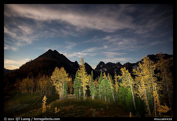 Larch trees and mountains from Easy Pass at night, North Cascades National Park.  (color)