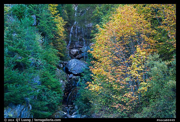 Waterfall in gully bordered by trees in fall foliage, North Cascades National Park Service Complex. Washington, USA.