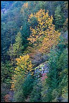 Trees in autumn foliage on steep slope, North Cascades National Park Service Complex. Washington, USA.