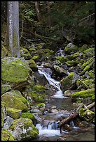 Creek with mossy boulders, North Cascades National Park Service Complex.  ( color)