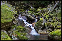 Creek flowing over mossy rocks, North Cascades National Park Service Complex.  ( color)