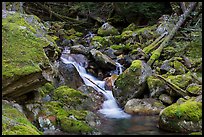 Creek flowing over mossy rocks, North Cascades National Park Service Complex. Washington, USA.