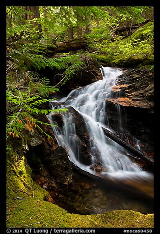 Creek cascading in forest, North Cascades National Park Service Complex. Washington, USA.