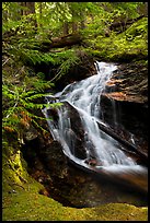 Creek cascading in forest, North Cascades National Park Service Complex.  ( color)