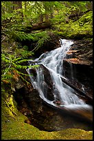 Creek cascading in forest, North Cascades National Park Service Complex. Washington, USA.