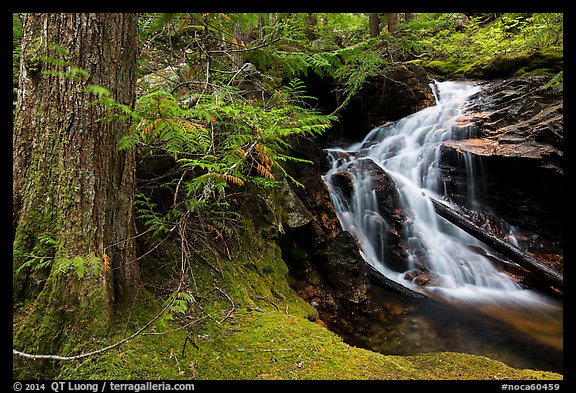 Creek in forest, North Cascades National Park Service Complex.  (color)