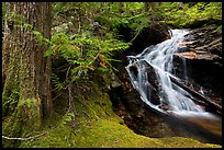 Creek in forest, North Cascades National Park Service Complex. Washington, USA.