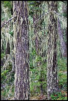 Tree trunks covered with epiphytic moss, North Cascades National Park Service Complex.  ( color)