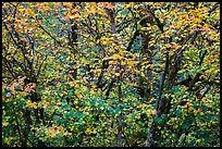 Close-up of trees in fall foliage, Thunder Creek, North Cascades National Park Service Complex.  ( color)