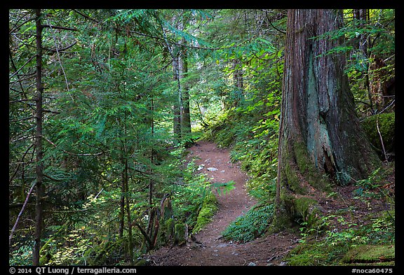 Thunder Creek trail, North Cascades National Park Service Complex.  (color)