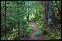 Thunder Creek trail, North Cascades National Park Service Complex.  ( color)