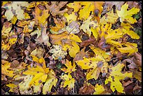 Close-up of fallen leaves, North Cascades National Park Service Complex.  ( color)