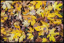 Close-up of fallen leaves, North Cascades National Park Service Complex. Washington, USA.