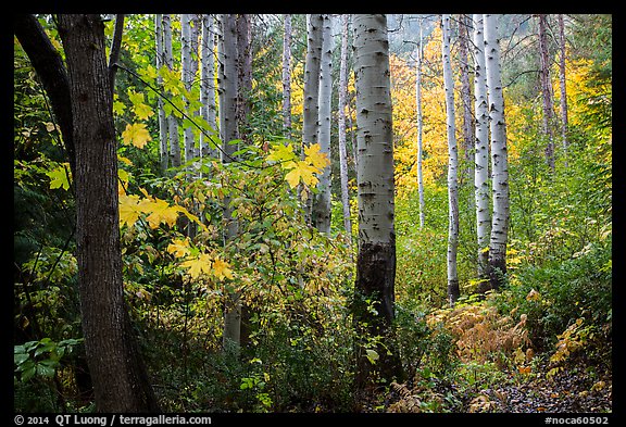 Aspen in autumn, North Cascades National Park.  (color)