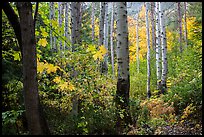 Aspen in autumn, North Cascades National Park.  ( color)