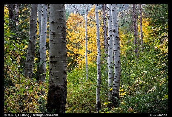 Aspen trunks and autumn colors, North Cascades National Park.  (color)