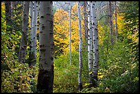 Aspen trunks and autumn colors, North Cascades National Park.  ( color)