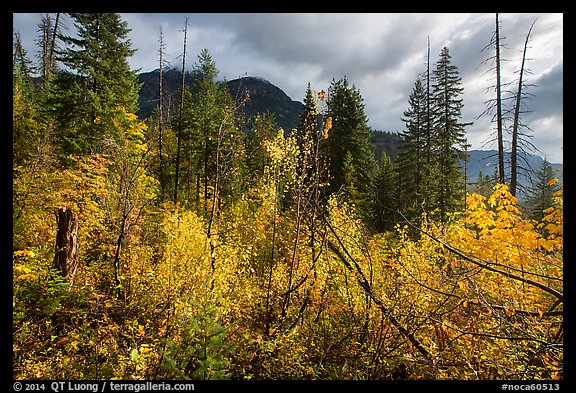 Fall colors and McGregor Mountain, North Cascades National Park.  (color)