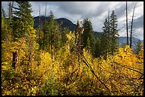 Fall colors and McGregor Mountain, North Cascades National Park. Washington, USA.