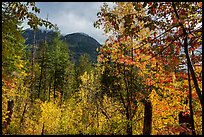 Autumn foliage and McGregor Mountain, North Cascades National Park.  ( color)