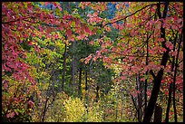 Autumn foliage along Agnes Gorge trail, North Cascades National Park. Washington, USA.