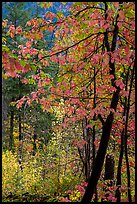 Fall foliage along Agnes Gorge trail, North Cascades National Park. Washington, USA.