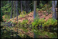 Shore reflection, Coon Lake, North Cascades National Park Service Complex. Washington, USA.