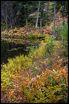 Shore in autumn, Coon Lake, North Cascades National Park Service Complex. Washington, USA.