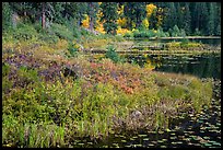 Lakeshore in autumn, Coon Lake, North Cascades National Park Service Complex.  ( color)